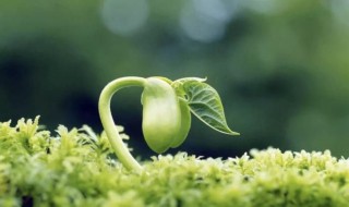 春天种什么种子（春天种什么种子好发芽）