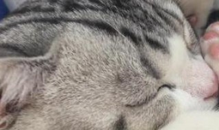 猫的呼噜声对人的作用（猫的呼噜声对人的作用有哪些）