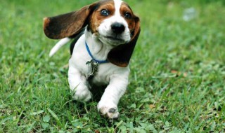 胆子小哼着小调吃草什么动物 什么动物唱小调