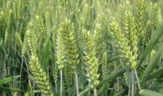 2019河南审定小麦品种（河南省2020年审定小麦品种目录及简介）