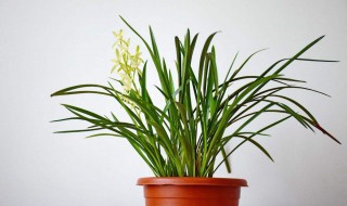 什么是养花的复合肥 复合肥是什么肥料可以养花吗