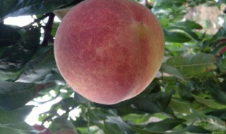 冬桃适合哪些地区种植 冬桃适合什么地方种植