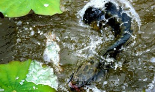 开春几月份可以钓黑鱼(三月份能钓黑鱼吗)