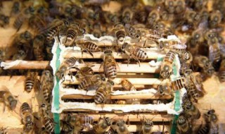 蜜蜂育王口诀 小蜜蜂口诀