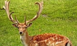 鹿是用什么语气来评价角的?（鹿对鹿角的态度）