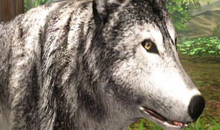 灰狼模拟器2怎么生小狼(灰狼模拟器2怎么玩)