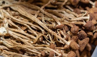 茶树菇长在哪里 茶树菇长在哪里图片