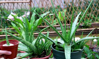 芦荟如何美白（芦荟可以美白吗?可以美白应该怎么用）