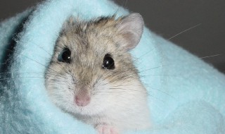 仓鼠用打疫苗吗(仓鼠用打疫苗嘛)