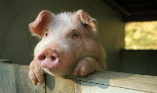 养猪人昵称怎么起（养猪的人怎么称呼好听）