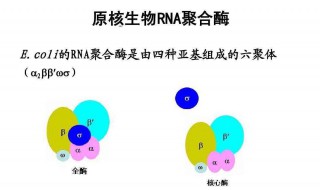 RNA聚合酶能够自由进入核孔吗?（rna聚合酶能够自由进入核孔吗）