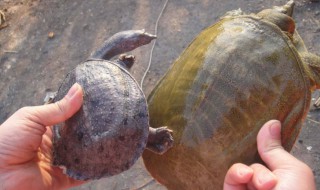 水库怎么钓甲鱼用什么勾和诱饵?（水库怎么钓甲鱼用什么勾和诱饵最好）