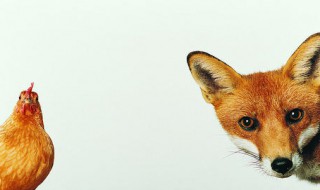 鸡犬相闻是什么意思 鸡犬相闻是什么意思 百度网盘