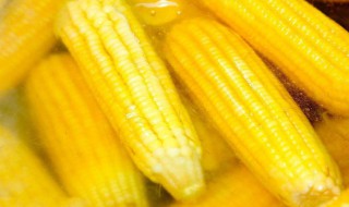 玉米冷水下锅要煮多久 玉米冷水下锅要煮多久?