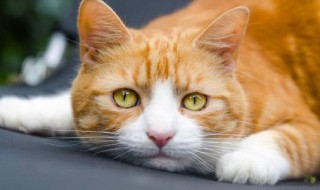 如何防止猫叫神器 如何防止猫叫神器坏掉