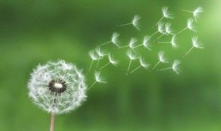 蒲公英的用途和作用 蒲公英的用途和作用与功效