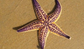 海星尾巴有再生功能吗?（鱼尾巴可再生吗）