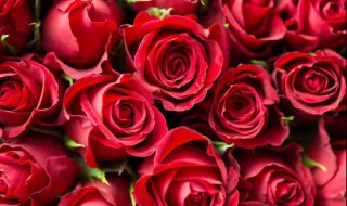 罗曼史什么意思 纯情罗曼史什么意思