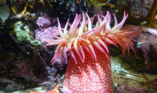 海葵属于动物原因是什么（海葵是动物还是植物?你判定的理由是什么?）
