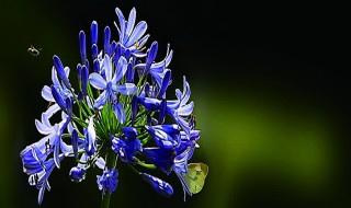 百子莲的养殖方法和注意事项（百子莲的养殖方法和注意事项图片）