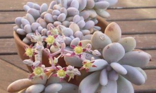 桃蛋的养殖方法和注意事项（桃蛋的养殖方法和注意事项夏天）