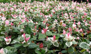 花叶络石的养殖方法 花叶络石的养殖方法和注意事项