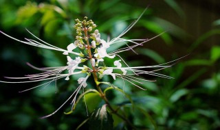 猫须草的养殖方法和注意事项（猫须草的养殖方法和注意事项视频）