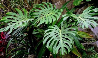 龟背竹叶子滴水的现象正常吗（龟背竹叶子滴水是怎么回事）