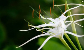 文殊兰的养殖方法和注意事项（文殊兰的养殖方法和注意事项冬季）