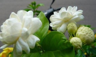 虎头茉莉的养殖方法和注意事项（虎头茉莉的养殖方法和注意事项虎头茉莉病虫害）