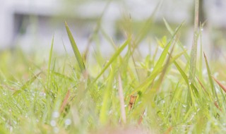 草本植物体内数量最多（草本植物有多少品种）