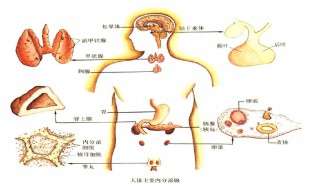 神经系统内分泌系统的总结 内分泌系统的作用