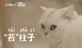 朋友请听好猫咪品种 朋友请听好猫的品种