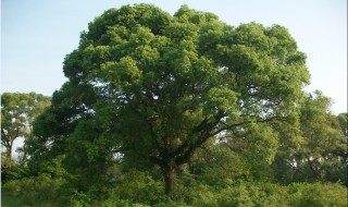 樟树北方能种植吗 樟树北方可以种植吗