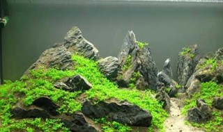 新手草缸种什么水草 新手鱼缸种什么水草