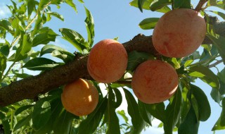 大红袍李子适合在什么地方种植（大红袍李子适合南方种植吗?）