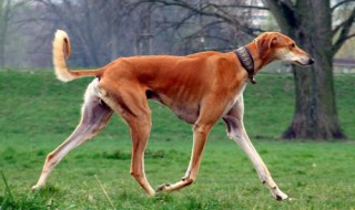 旅行世界里购买的狗狗去哪了 狗要去哪里买