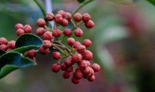 院子里能不能栽花椒树（院子里能不能栽花椒树呢）