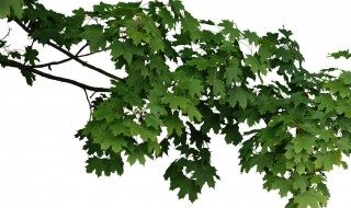 废树枝打的木片有何用 废树枝可以干什么