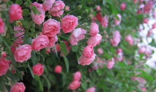 蔷薇花怎样繁殖（蔷薇花如何繁殖）