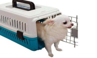 宠物飞机托运很痛苦吗(宠物坐飞机能托运吗)