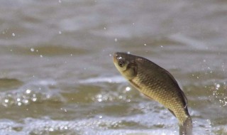 水底青苔多怎么钓鲫鱼 水底青苔多钓鲫鱼方法介绍