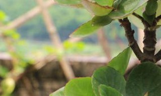 长寿花施肥后叶软发黄怎么办 长寿花叶子发软发黄能不能上点复合肥