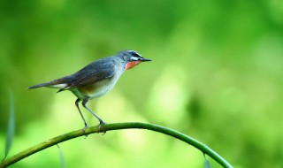 贝儿的鸟的叫法 贝子鸟的叫法