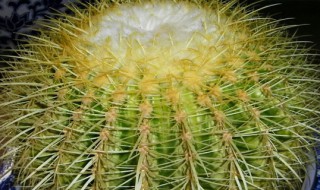 金虎仙人球的样子方法 金虎仙人球开花图片大全