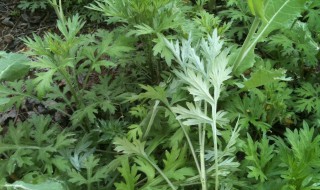 艾草是驱蚊草吗 驱蚊草和艾草的区别