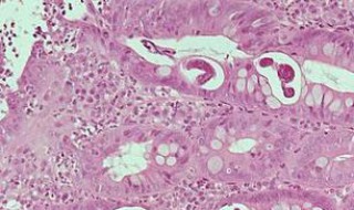 提供细胞所需养分的主要是(提供细胞所需养分的主要是细胞外液)