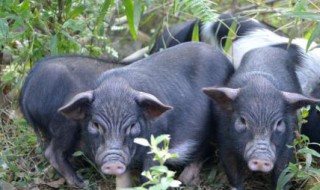 藏香猪产崽多少(藏香猪多少天下崽)