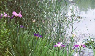 菖蒲花的花语和寓意(菖蒲花的花语是什么)