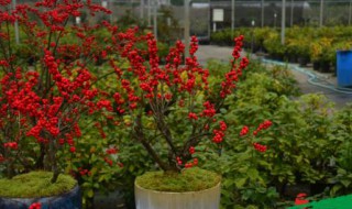 北美冬青的花语和寓意 北美冬青果花语